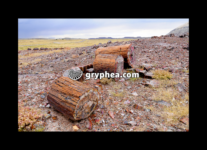 Petrified logs (Petrified forest, Arizona, USA) - gryphea.com